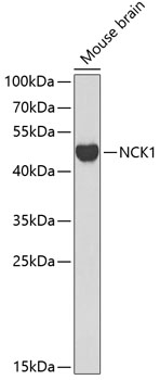 Anti-NCK1 Antibody (CAB0999)