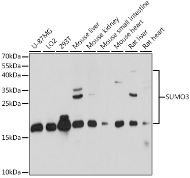 Anti-SUMO3 Antibody (CAB15724)