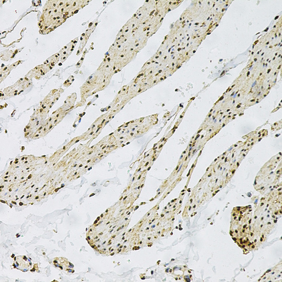 Anti-CD9 Antibody (CAB1703)