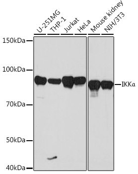 Anti-IKKAlpha Antibody (CAB19694)