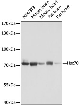 Anti-Hsc70 Antibody (CAB2487)