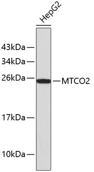 Anti-MTCO2 Antibody (CAB0526)