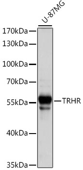 Anti-TRHR Antibody (CAB15235)