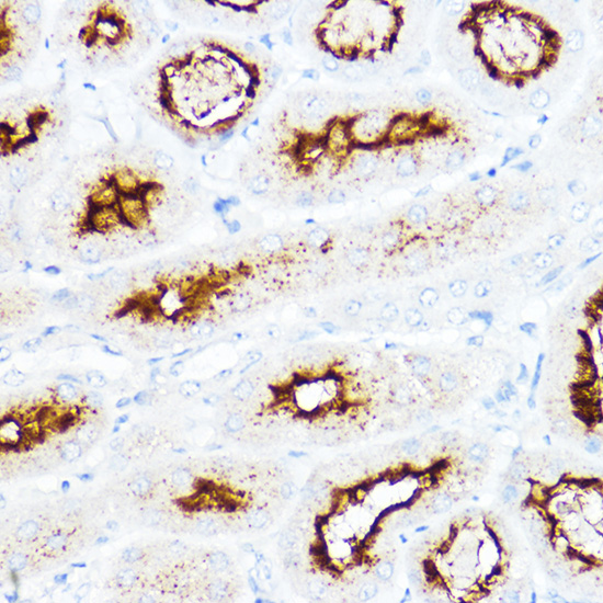 Anti-SLC3A1 Antibody (CAB5500)