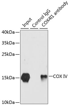 Anti-COX IV Antibody (CAB6564)