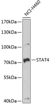 Anti-STAT4 Antibody (CAB6991)