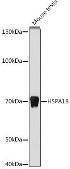 Western blot analysis of extracts of Mouse testis, using HSPA1B antibody at 1:1000 dilution. Secondary antibody: HRP Goat Anti-Rabbit IgG (H+L) at 1:10000 dilution. Lysates/proteins: 25ug per lane. Blocking buffer: 3% nonfat dry milk in TBST. Detection: ECL Basic Kit. Exposure time: 10s.