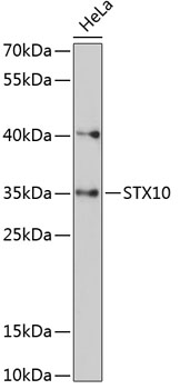 Anti-STX10 Antibody (CAB13827)