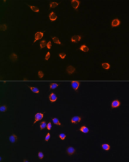 Anti-Bax Antibody [KO Validated] (CAB19684)