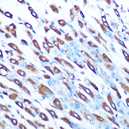 Anti-DMT1 Antibody (CAB10231)