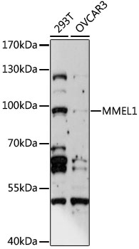 Anti-MMEL1 Antibody (CAB15188)