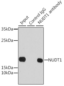 Anti-NUDT1 Antibody [KO Validated] (CAB13330)