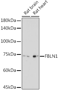 Anti-FBLN1 Antibody (CAB16046)