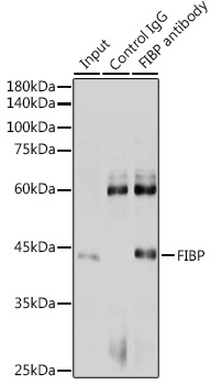 Anti-FIBP Antibody (CAB6436)