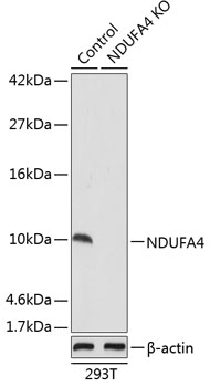 Anti-NDUFA4 Antibody [KO Validated] (CAB19893)