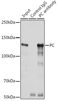 Anti-PC Antibody (CAB6301)