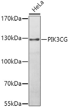 Anti-PIK3CG Antibody (CAB0266)