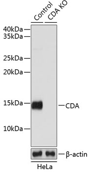 Anti-CDA Antibody [KO Validated] (CAB19846)