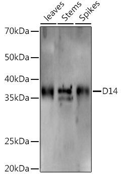 Western blot analysis of extracts of various tissues from the japonica rice (Oryza sativa L. ) variety Zhonghua 11, using D14 antibody at 1:1000 dilution. Secondary antibody: HRP Goat Anti-Rabbit IgG (H+L) at 1:10000 dilution. Lysates/proteins: 25ug per lane. Blocking buffer: 3% nonfat dry milk in TBST. Detection: ECL Enhanced Kit. Exposure time: 120s.