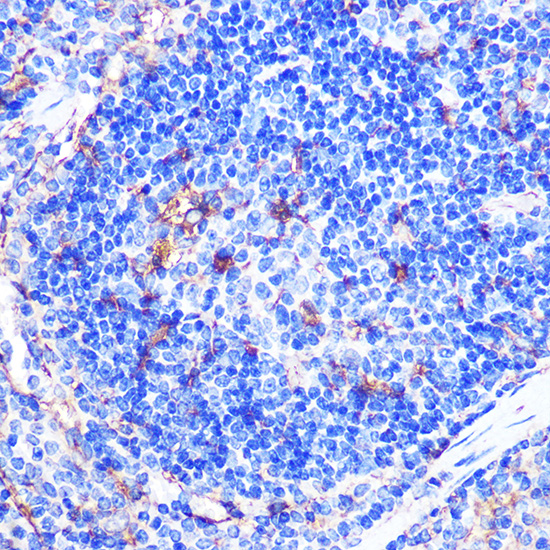 Anti-CD86 Antibody (CAB1199)