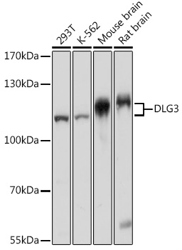 Anti-DLG3 Antibody (CAB16831)