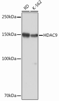 Anti-HDAC9 Antibody (CAB2226)