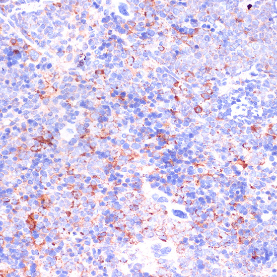 Anti-CD18 Antibody (CAB2173)