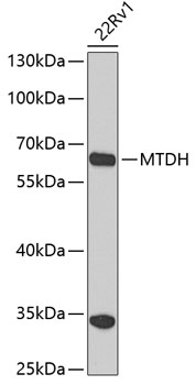 Anti-MTDH Antibody (CAB5887)