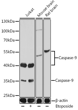 Anti-Caspase-9 Antibody [KO Validated] (CAB0281)