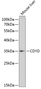 Anti-CD1D Antibody (CAB13475)