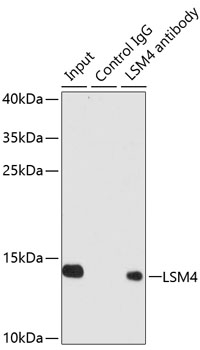 Anti-LSM4 Antibody (CAB13588)