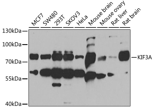 Anti-KIF3A Antibody (CAB6639)