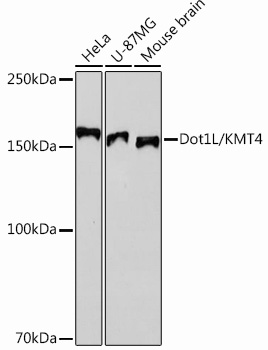 Anti-Dot1L/KMT4 Antibody