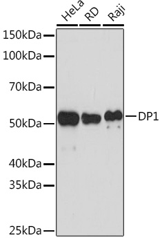 Anti-DP1 Antibody (CAB5214)