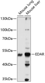 Anti-EDAR Antibody (CAB14105)