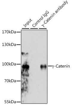 Anti-Gamma-Catenin Antibody (CAB0963)