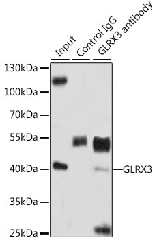 Anti-GLRX3 Antibody (CAB5892)