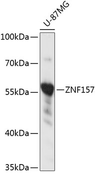 Anti-ZNF157 Antibody (CAB14323)