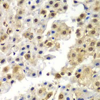 Anti-SYNCRIP Antibody (CAB7219)