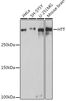 Anti-HTT Antibody (CAB16872)