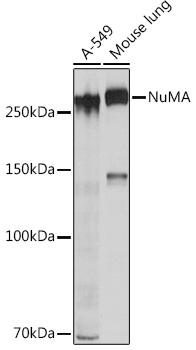 Anti-NuMA Antibody (CAB4416)