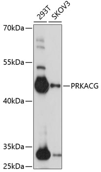 Anti-PRKACG Antibody (CAB14552)