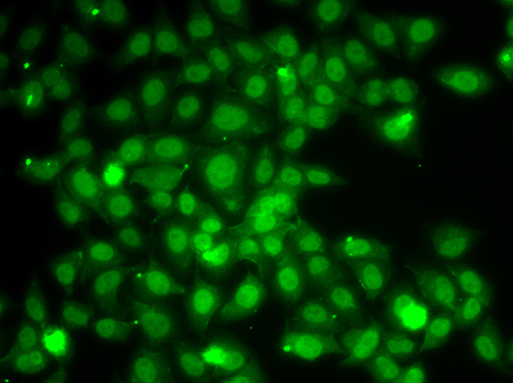 Anti-TRAF4 Antibody (CAB7047)