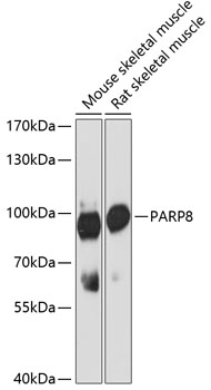 Anti-PARP8 Antibody (CAB12894)