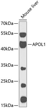 Anti-APOL1 Antibody (CAB13376)