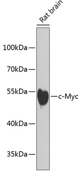 Anti-c-Myc Antibody (CAB1309)