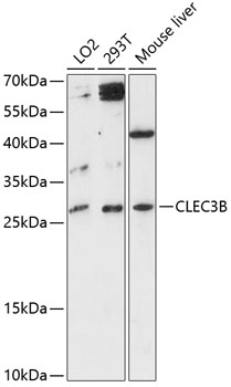 Anti-CLEC3B Antibody (CAB12358)