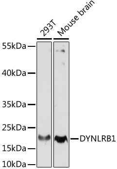 Anti-DYNLRB1 Antibody (CAB15197)