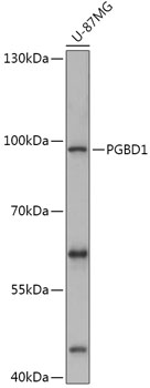 Anti-PGBD1 Antibody (CAB17794)