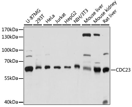 Anti-CDC23 Antibody (CAB15116)